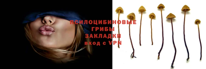 PSILOCYBIN Алексеевка
